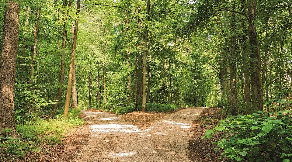 Ein Waldweg an einem schönen sonnigen Tag